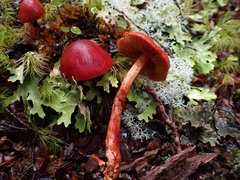 Cortinarius cardinalis