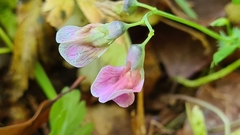Lathyrus linifolius