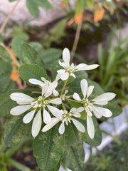 Euphorbia leucocephala