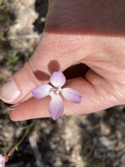 Clarkia epilobioides