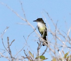 Myiarchus stolidus