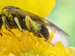 Tenthredo talyshensis