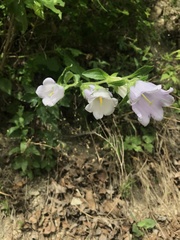 Campanula medium