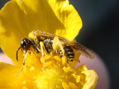 Tenthredo talyshensis