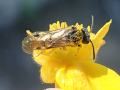 Tenthredo talyshensis