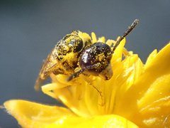 Tenthredo talyshensis