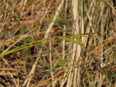 Carex mendocinensis