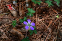 Geranium goldmanii