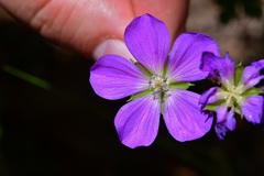 Geranium goldmanii