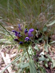 Prunella grandiflora