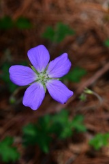 Geranium goldmanii