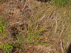 Carex mendocinensis