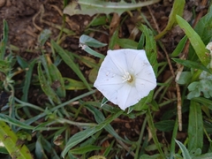 Convolvulus lineatus