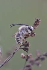 Eucera cineraria