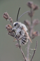 Eucera cineraria
