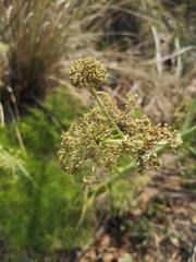 Arracacia tolucensis