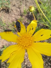 Acmaeodera ornatoides