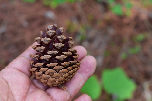 Pinus tecunumanii, photograph 4
