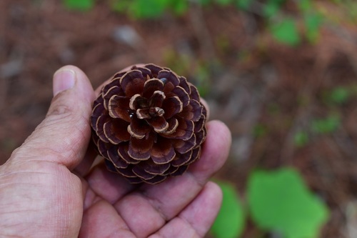 Pinus tecunumanii, photograph 3