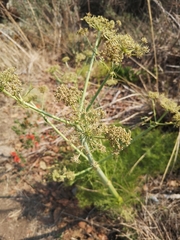 Arracacia tolucensis