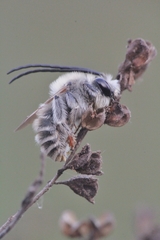Eucera cineraria