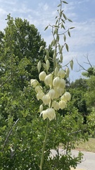Yucca pallida