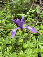 Iris tenax tenax