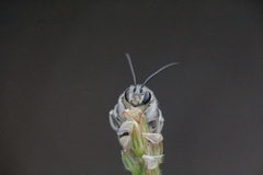Eucera cineraria