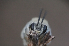 Eucera cineraria