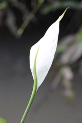 Spathiphyllum