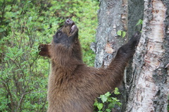 Ursus americanus