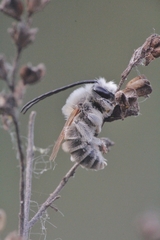 Eucera cineraria