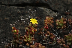 Aeonium sedifolium image