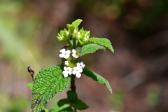 Lantana hispida