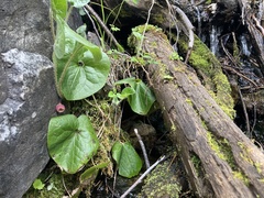 Asarum lemmonii