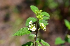 Lantana hispida