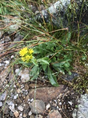 Solidago nana
