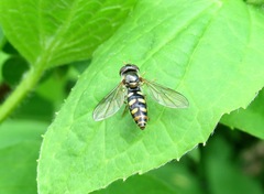 Epistrophella euchroma