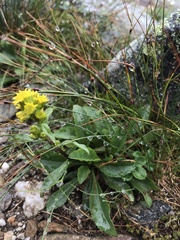 Solidago nana
