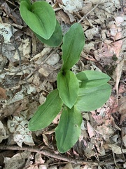 Galearis spectabilis