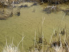 Siphateles boraxobius
