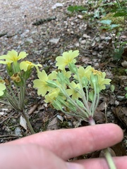 Primula × polyantha