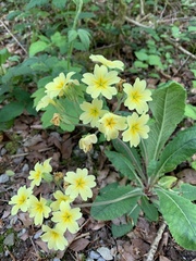 Primula × polyantha