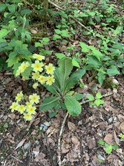 Primula × polyantha