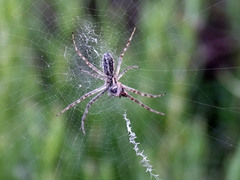 Argiope bruennichi