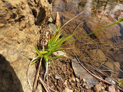 Carex mendocinensis