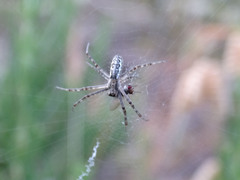 Argiope bruennichi