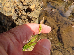 Carex mendocinensis