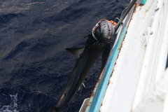 Isurus paucus