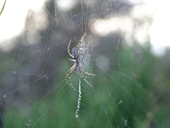 Argiope bruennichi